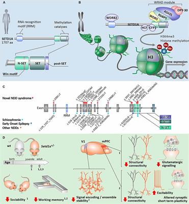 SETD1A Mediated H3K4 Methylation and Its Role in Neurodevelopmental and Neuropsychiatric Disorders
